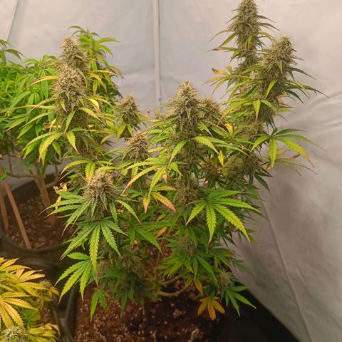 Grandaddy Purple Auto 2 growlog timeline photo