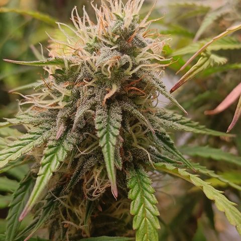 Grandaddy Purple Auto 2 growlog timeline photo