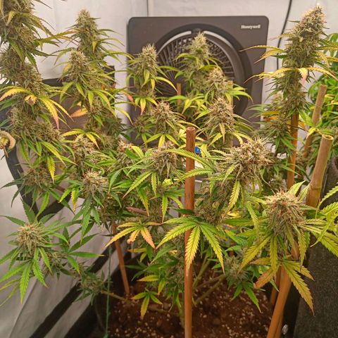 Grandaddy Purple Auto 2 growlog photo: Now with stakes to spread her put a bit and give her some support