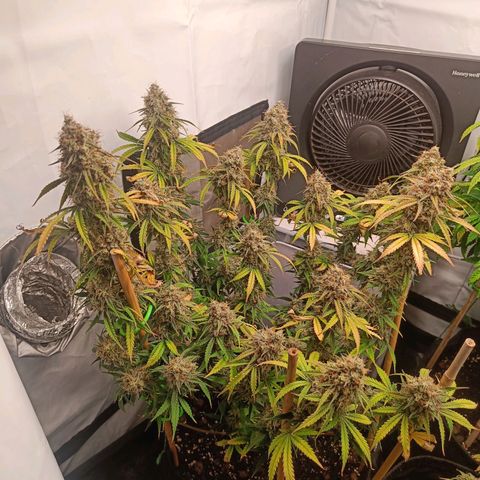 Grandaddy Purple Auto 2 growlog timeline photo