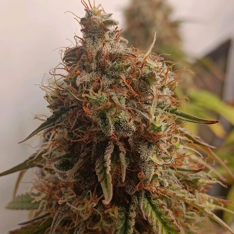 Grandaddy Purple Auto 2 growlog timeline photo