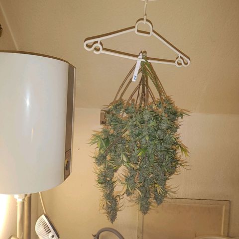 Grandaddy Purple Auto 2 growlog timeline photo