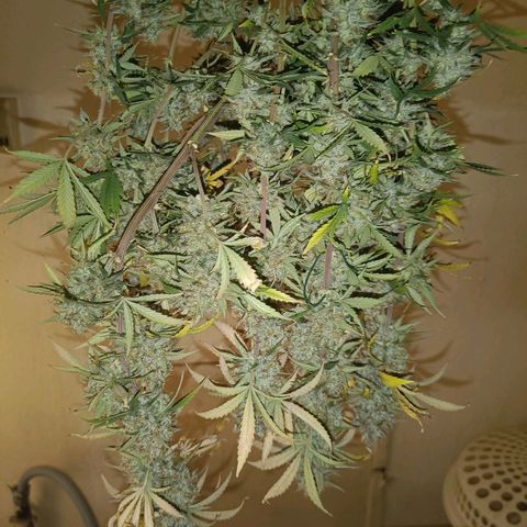 Grandaddy Purple Auto 2 growlog timeline photo