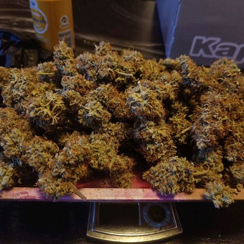 Grandaddy Purple Auto 2 growlog timeline photo