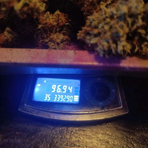 Grandaddy Purple Auto 2 growlog timeline photo