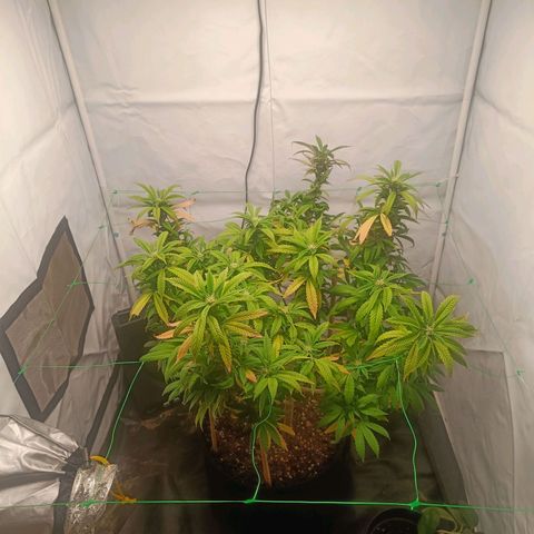 Grandaddy Purple Auto 2 growlog timeline photo