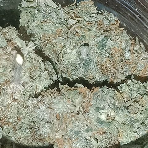 Grandaddy Purple Auto 2 growlog photo: Curing and looking and smelling good 🙂