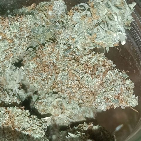 Grandaddy Purple Auto 2 growlog photo: Curing and looking and smelling good 🙂