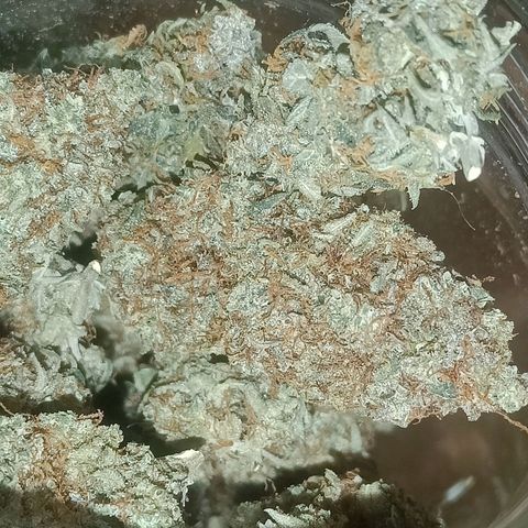 Grandaddy Purple Auto 2 growlog photo: Curing and looking and smelling good 🙂