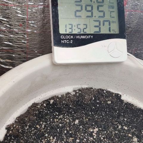 LSD-25 growlog photo: 14:00