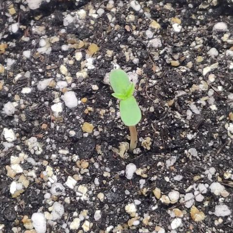 LSD-25 growlog photo: 14:00
