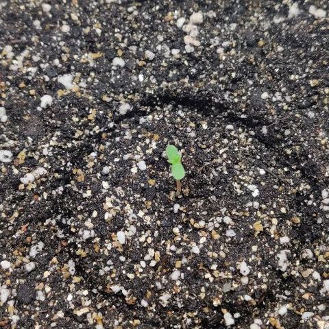 LSD-25 growlog photo: 14:00