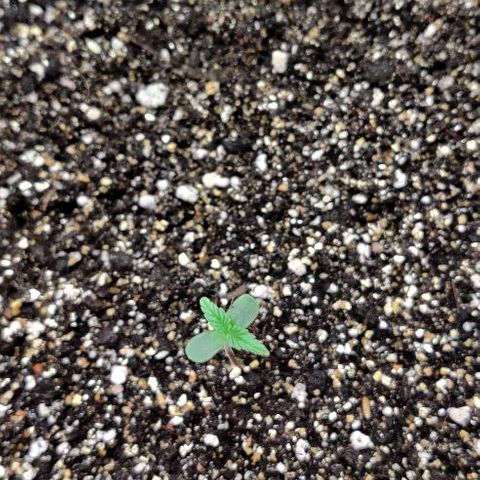 LSD-25 growlog timeline photo