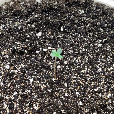 LSD-25 growlog timeline photo
