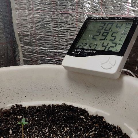 LSD-25 growlog timeline photo
