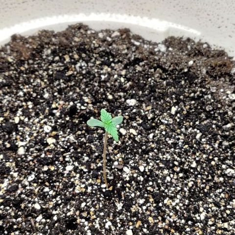 LSD-25 growlog timeline photo