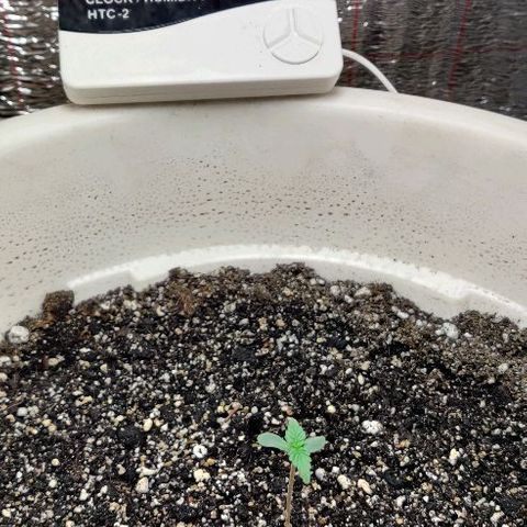 LSD-25 growlog timeline photo