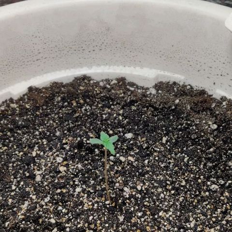 LSD-25 growlog timeline photo