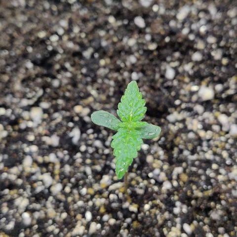 LSD-25 growlog timeline photo