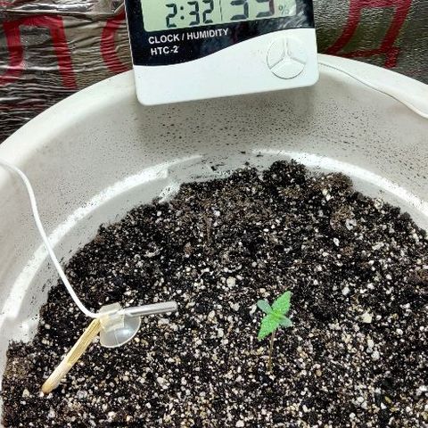 LSD-25 growlog timeline photo