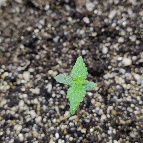 LSD-25 growlog timeline photo