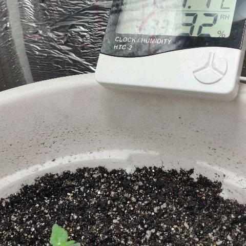 LSD-25 growlog timeline photo