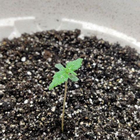 LSD-25 growlog timeline photo