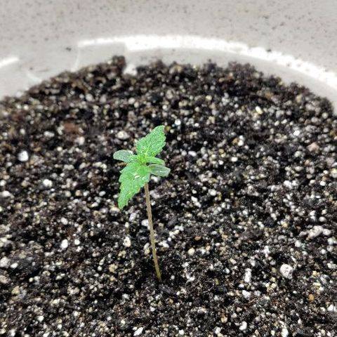 LSD-25 growlog timeline photo