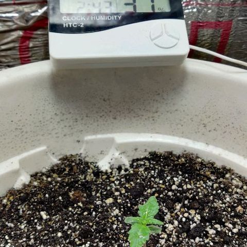 LSD-25 growlog timeline photo