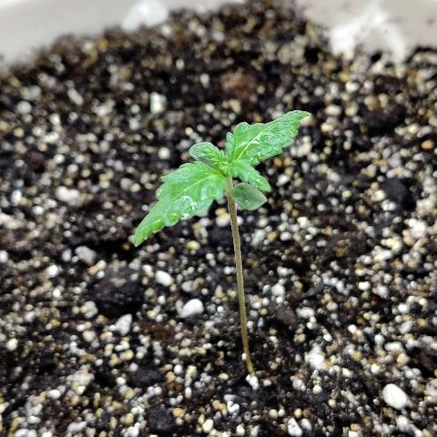 LSD-25 growlog timeline photo
