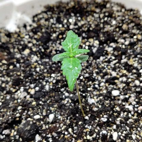 LSD-25 growlog timeline photo