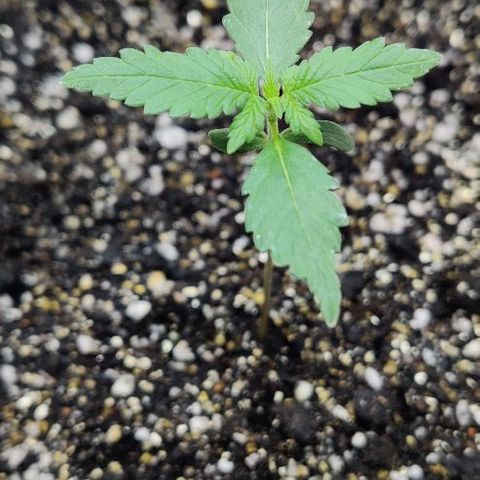 LSD-25 growlog timeline photo