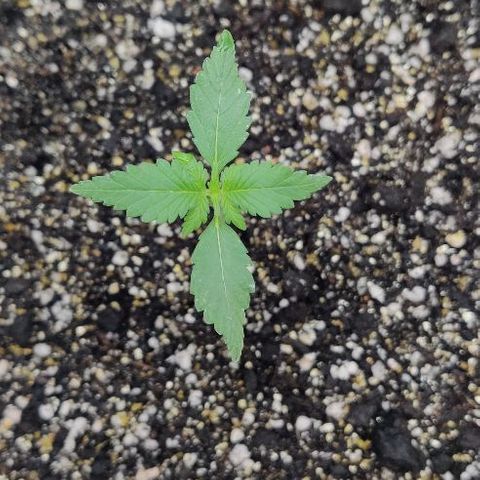 LSD-25 growlog timeline photo