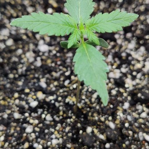 LSD-25 growlog timeline photo