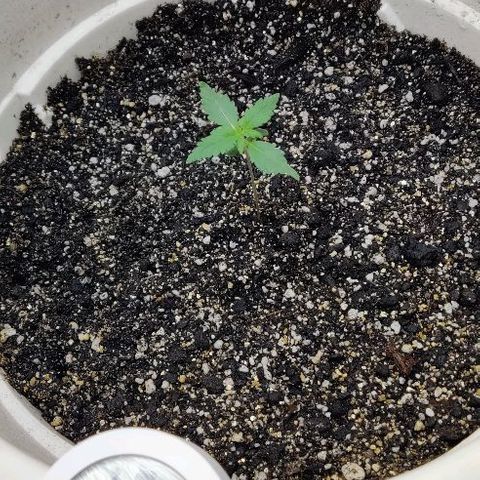 LSD-25 growlog timeline photo