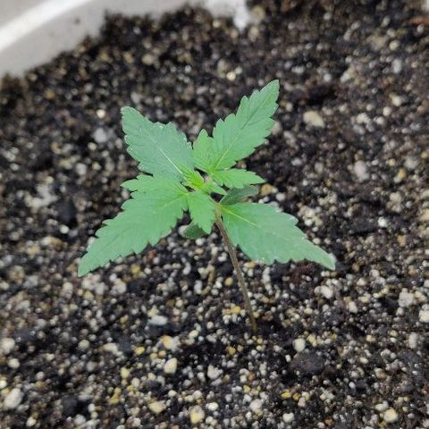 LSD-25 growlog timeline photo