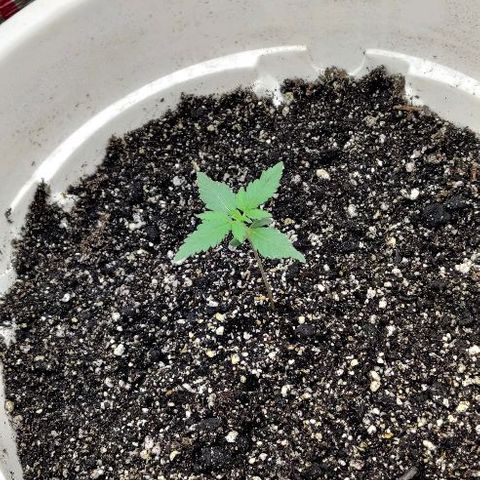 LSD-25 growlog timeline photo