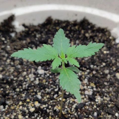 LSD-25 growlog timeline photo