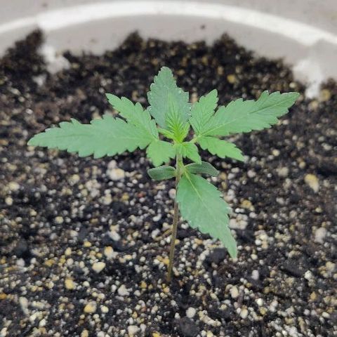 LSD-25 growlog timeline photo