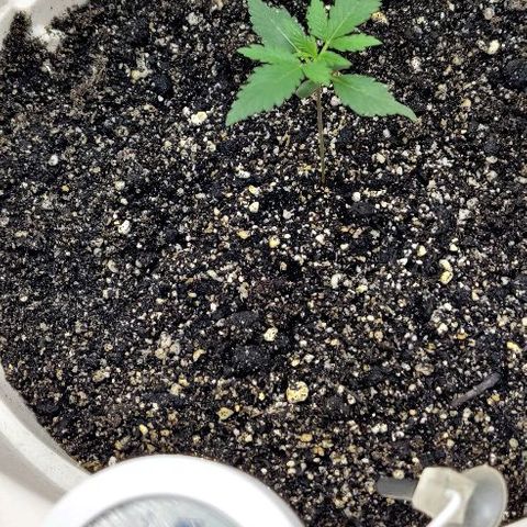LSD-25 growlog timeline photo