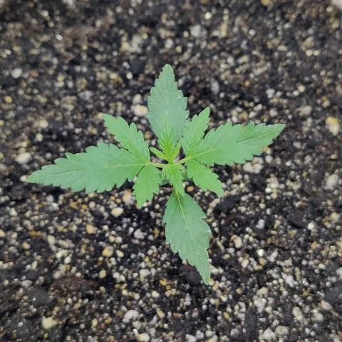 LSD-25 growlog timeline photo