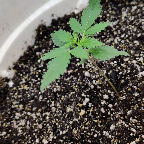 LSD-25 growlog timeline photo