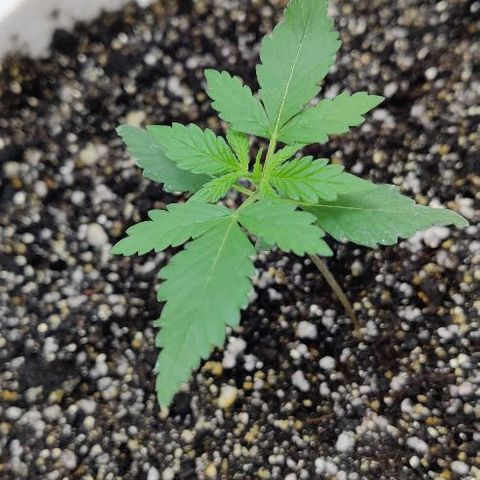 LSD-25 growlog timeline photo