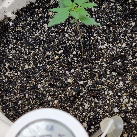 LSD-25 growlog timeline photo