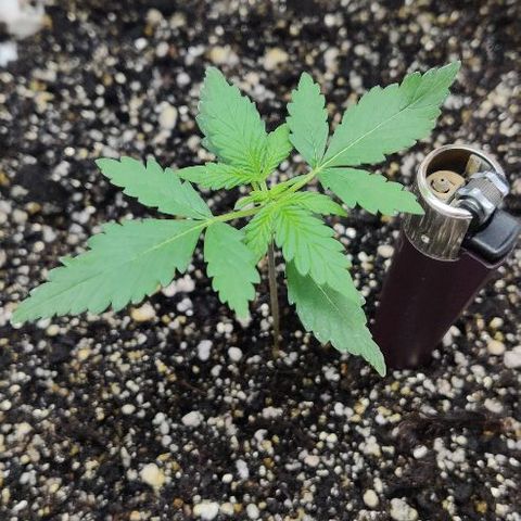 LSD-25 growlog timeline photo