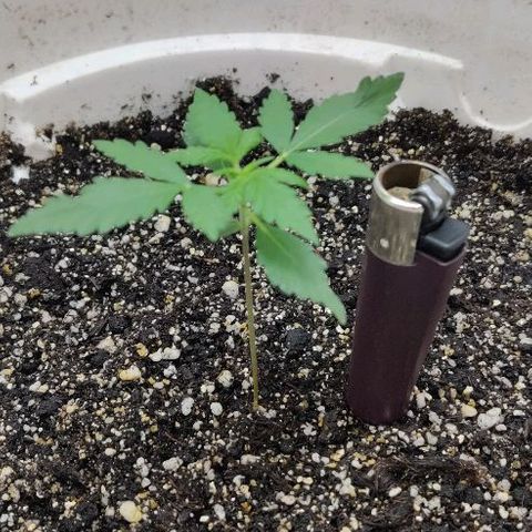 LSD-25 growlog timeline photo