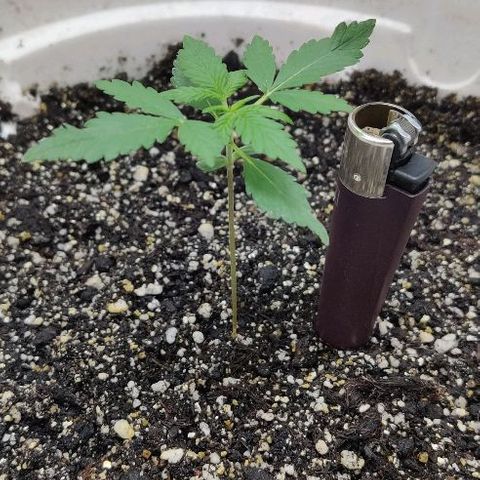 LSD-25 growlog timeline photo