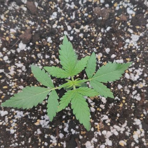 LSD-25 growlog timeline photo