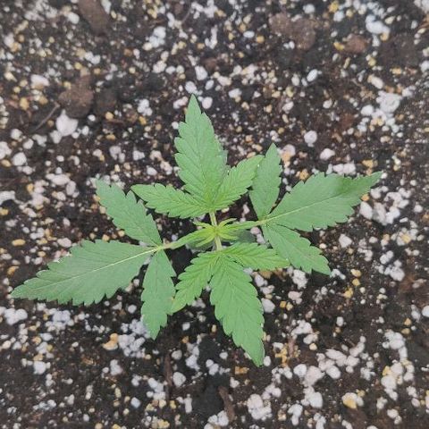 LSD-25 growlog timeline photo