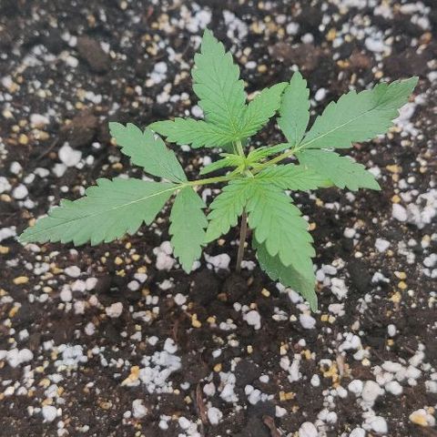 LSD-25 growlog timeline photo